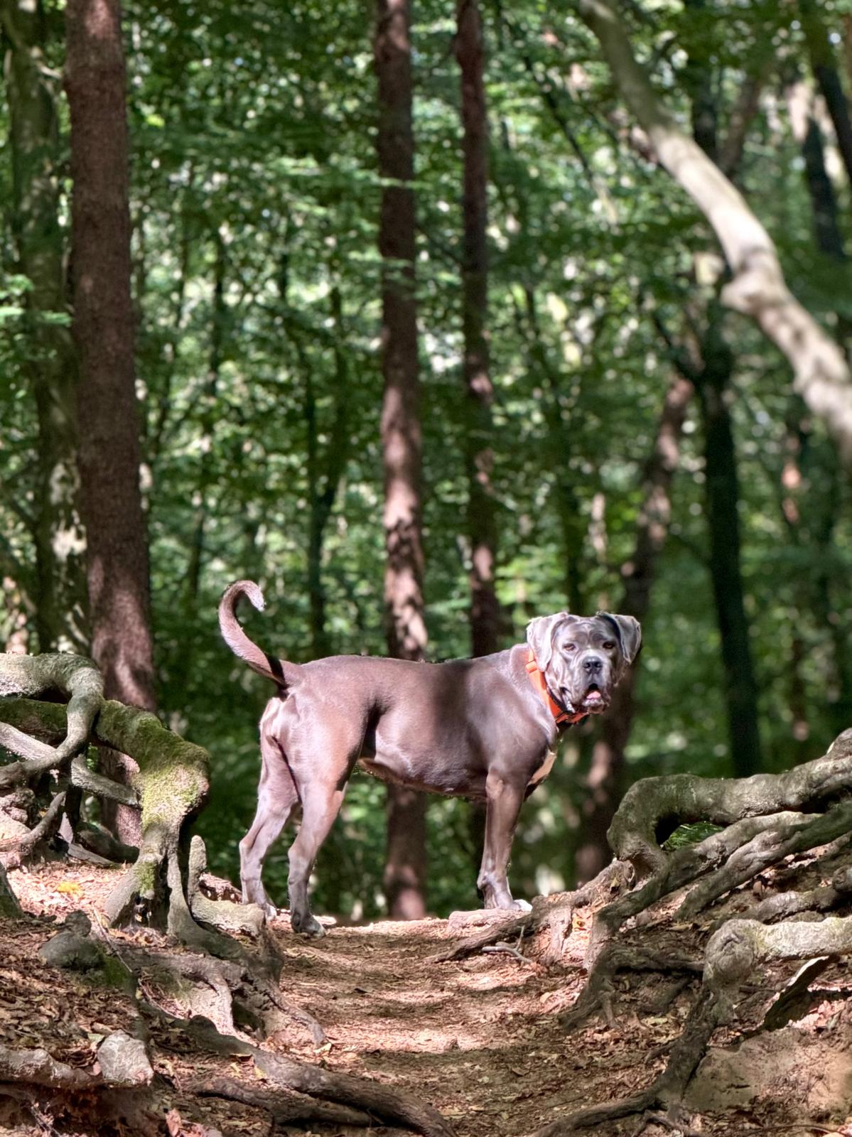 Cane corso Bo w słonecznym lesie / Bo the Cane Corso in a sunny forest